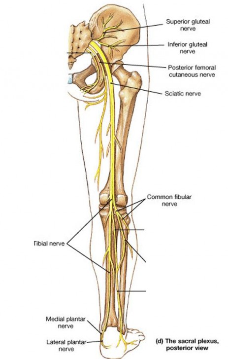 nerves of the leg diagram - ModernHeal.com