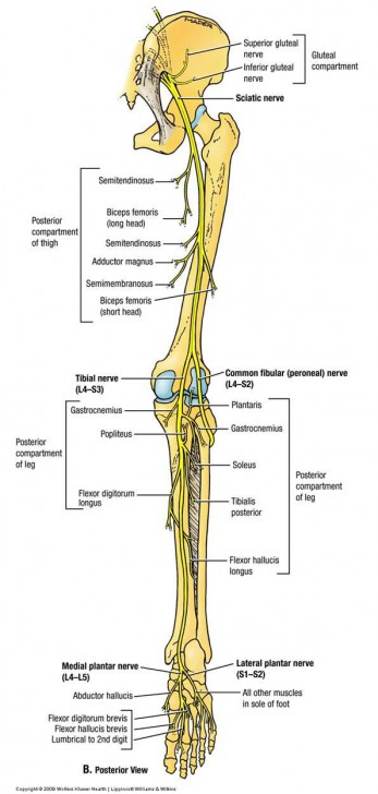 nerves of the leg diagram - ModernHeal.com