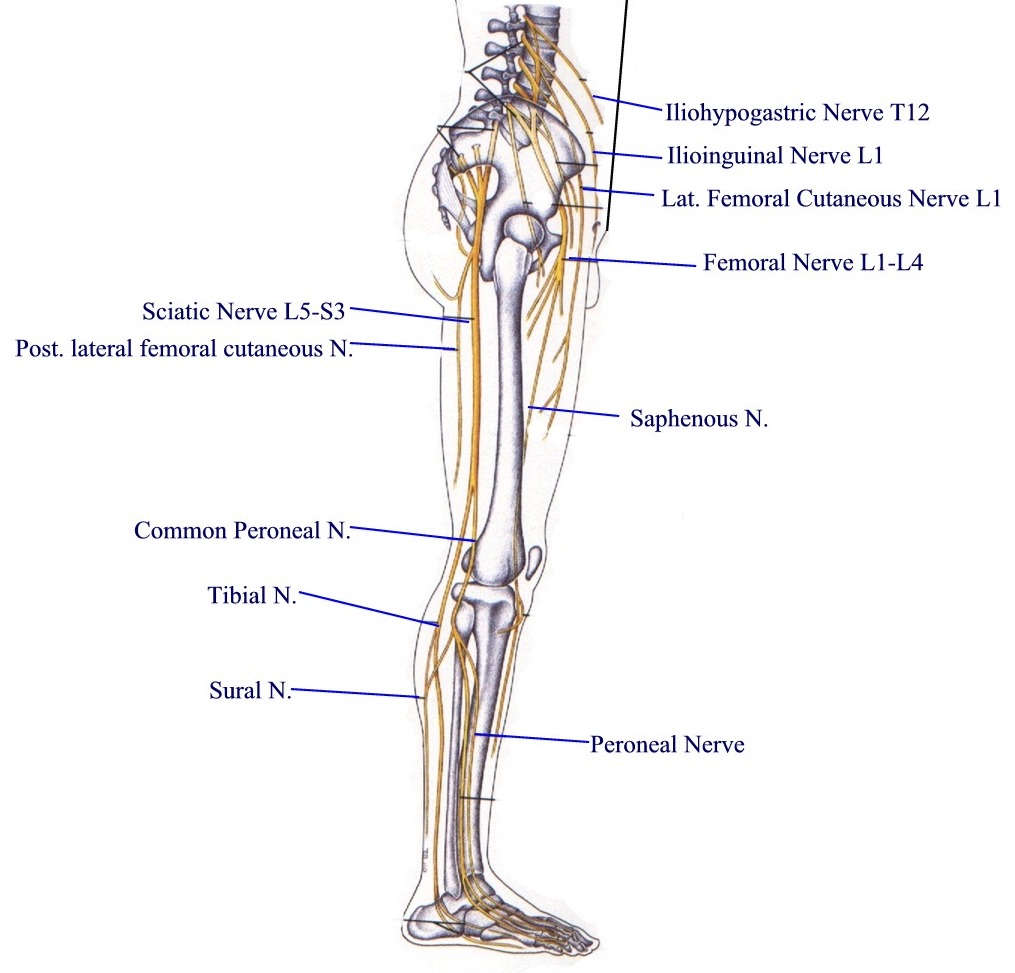 Нервы ноги. Nervus peroneus Profundus. Нерв ноги анатомия. Нервная система ноги. Нервная система ноги человека.