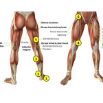 Leg Nerves and Reflex Motion in Feet