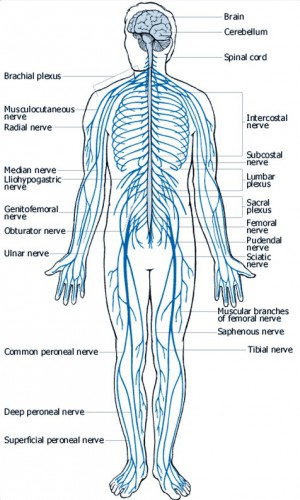 the basic unit of the nervous system is the blank