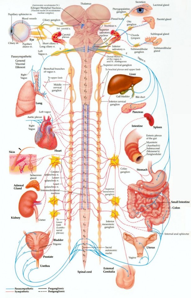 Nervous System Breakdown Chart