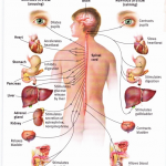 Human Nervous System Beginner’s Guide