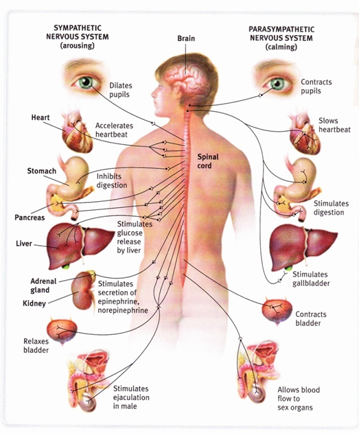 nervous system diagram no labels