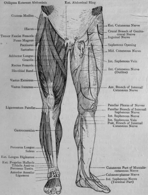 picture of nerves of the leg - ModernHeal.com