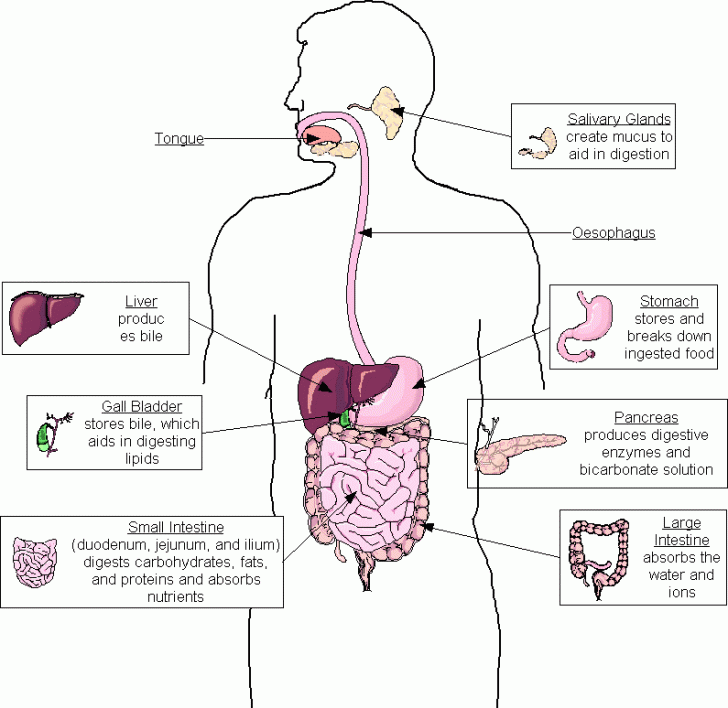 respiratory system diagram
