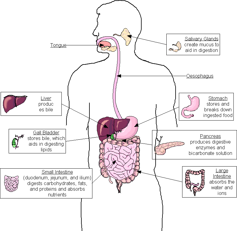 How Human Respiratory System Works