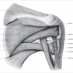 Improve Shoulder Muscles With These 3 Effective Exercises