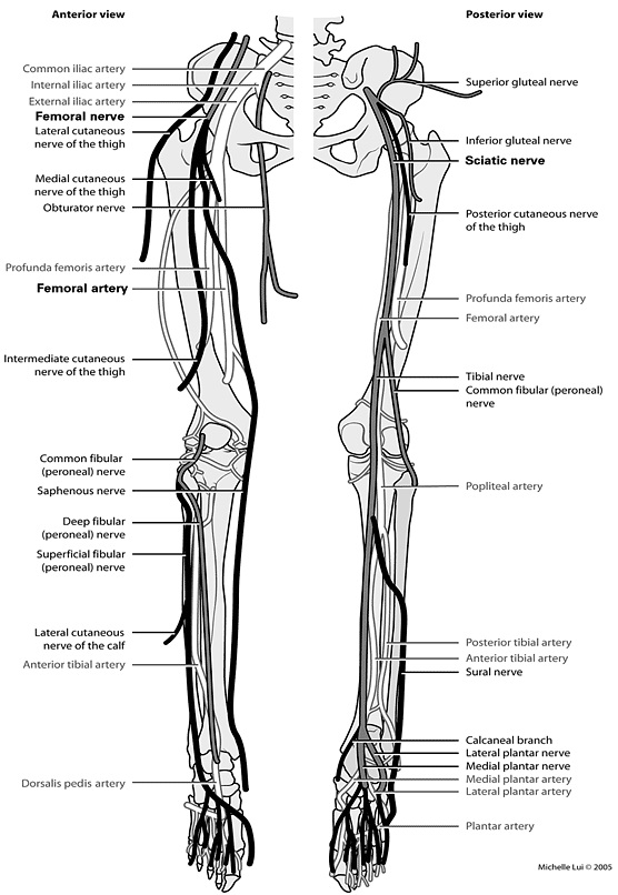 superficial nerves of the leg - ModernHeal.com