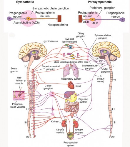 the central nervous system brain - ModernHeal.com
