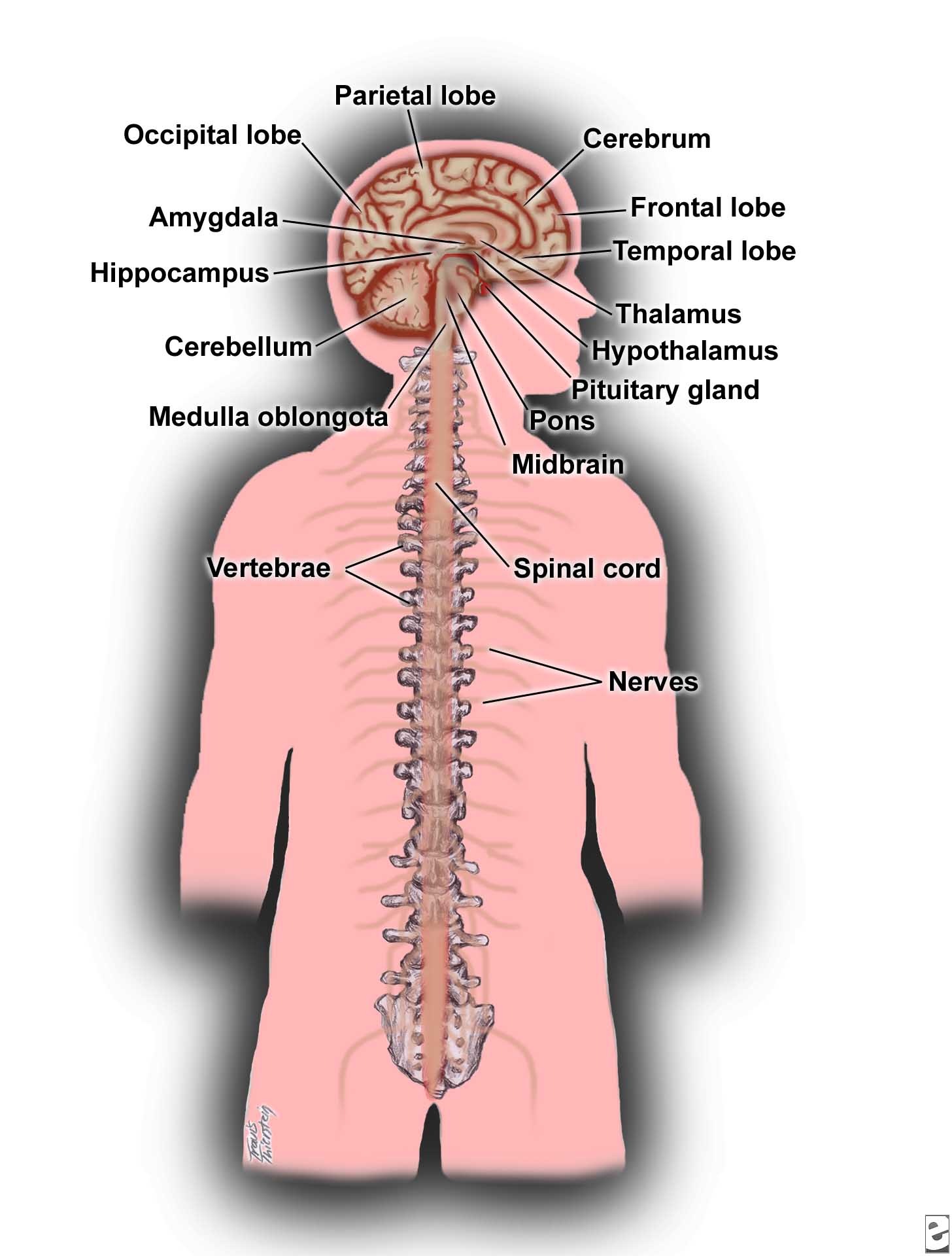 the central nervous system for kids