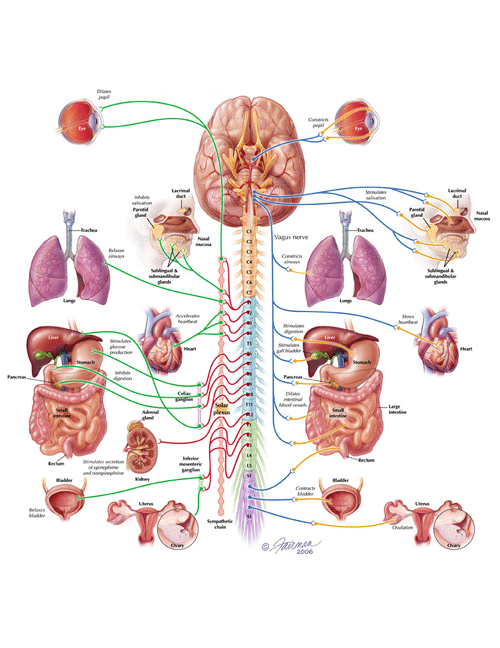 the central nervous system spinal cord - ModernHeal.com