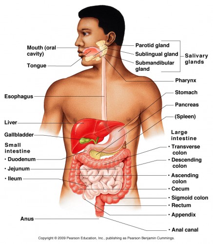 the-digestive-system-unlabeled-modernheal