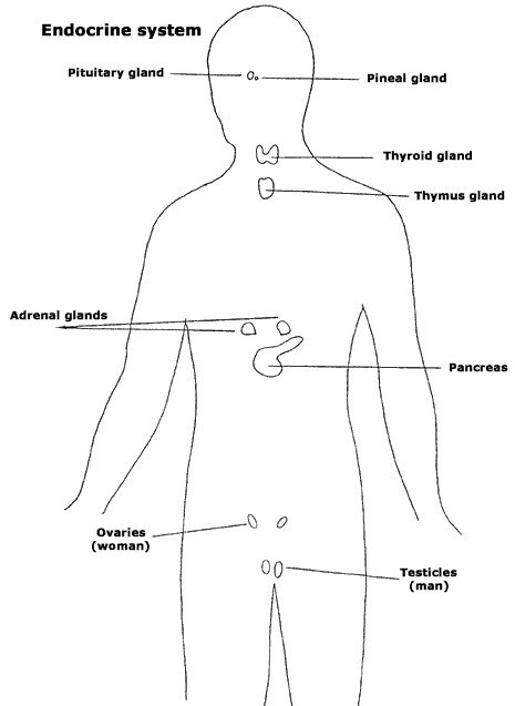 the endocrine and nervous systems are major regulating systems of the