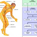 the nervous system diagram