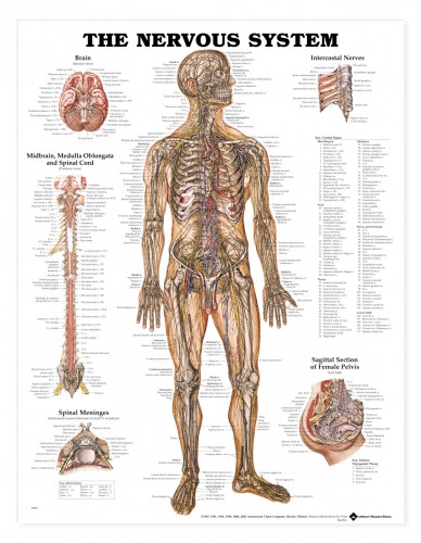 the nervous system diagram labeled - ModernHeal.com