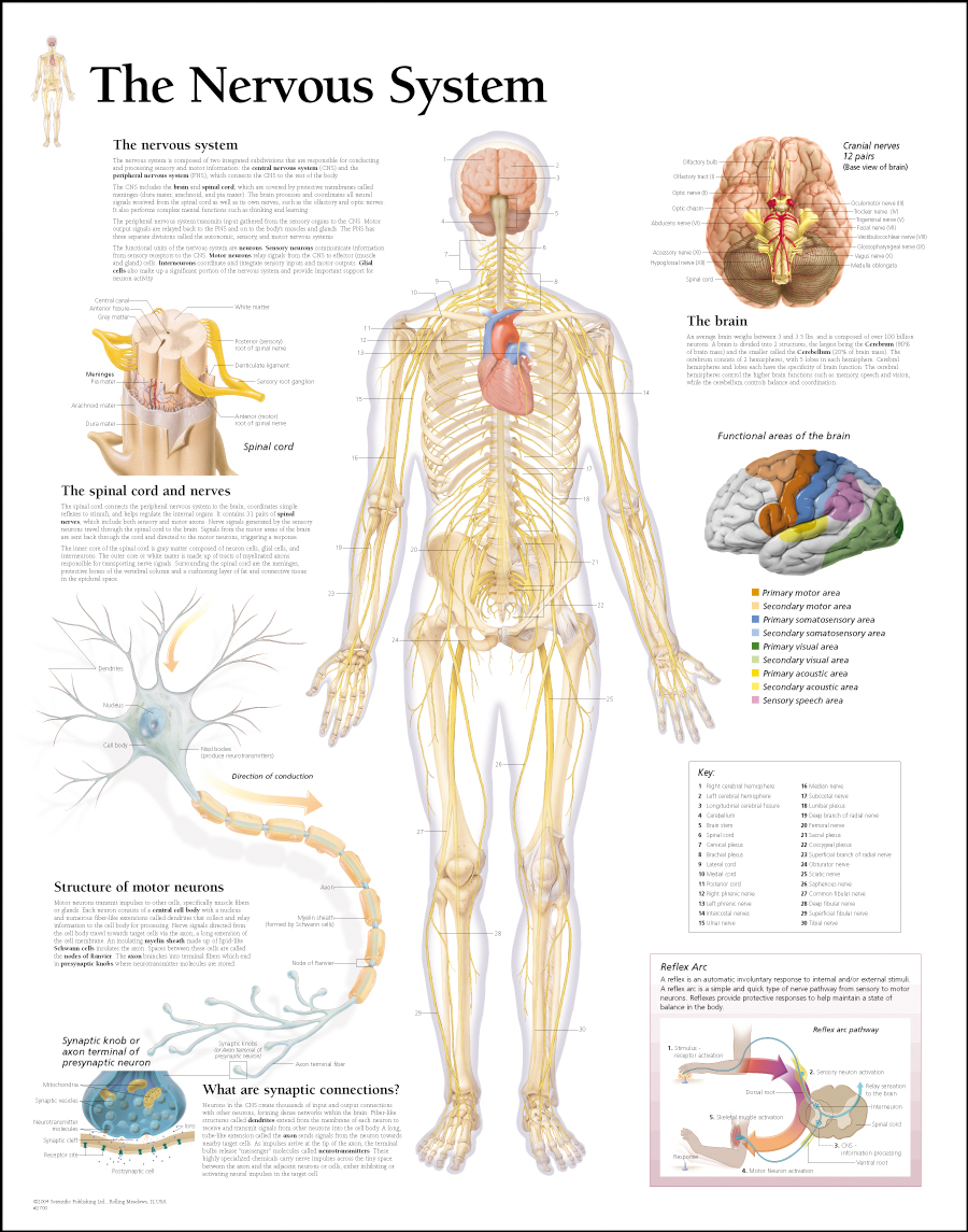 the nervous system spinal cord - ModernHeal.com