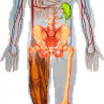 11 human body systems and functions