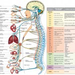 11 human body systems chart