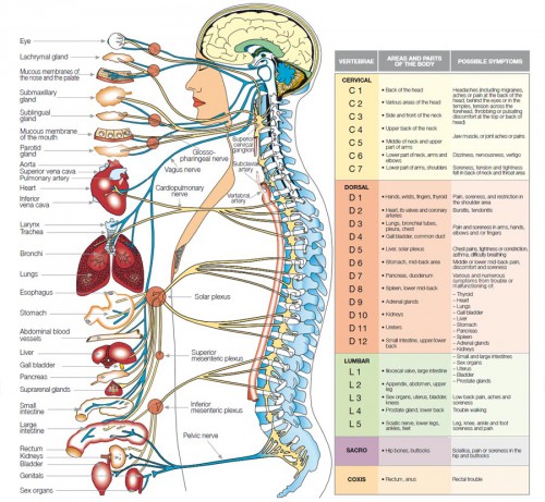 11 human body systems chart - ModernHeal.com