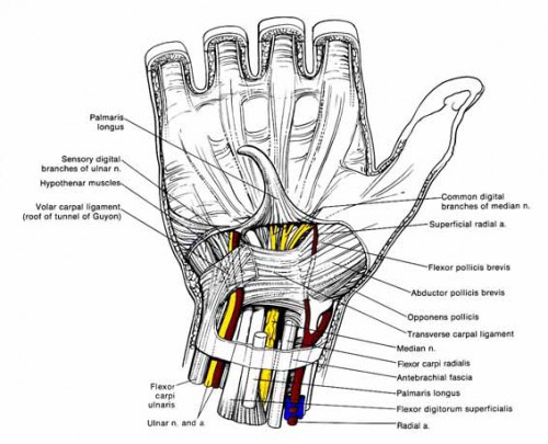 anatomy of left arm and hand - ModernHeal.com