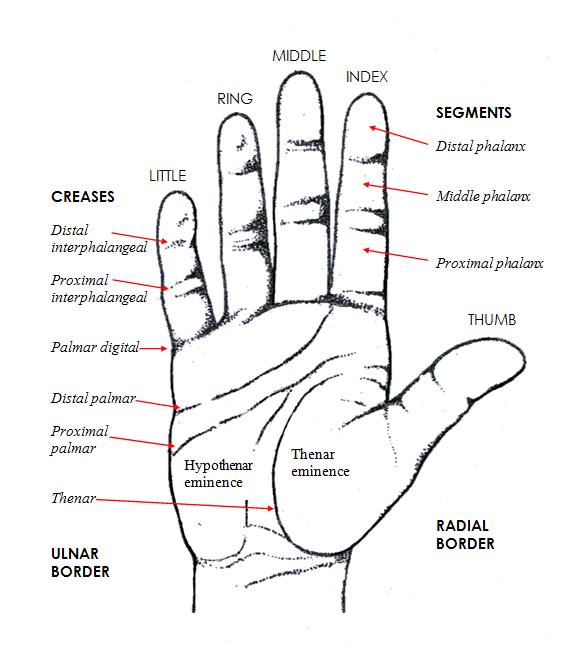 Hand Anatomy Labeled