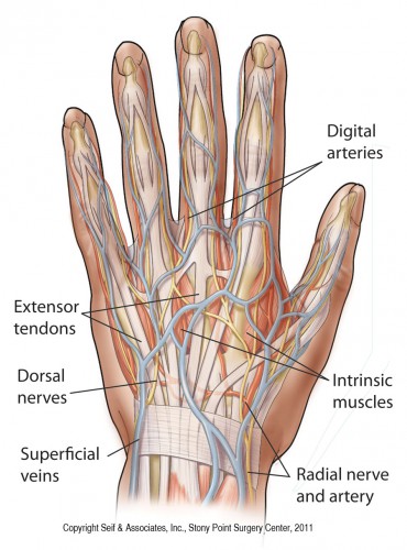 anatomy of the left hand - ModernHeal.com