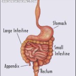 appendix symptoms for women