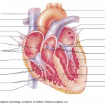 Anatomy of the Human Heart