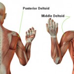 Five Shockingly Effective Deltoid Muscle Workouts