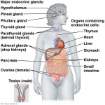 Endocrine System And Why It Matters