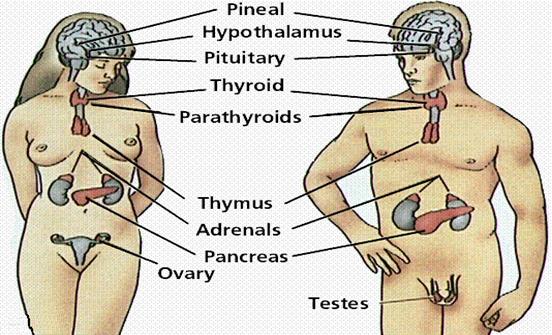 Sistema endocrino función