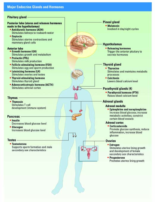 endocrine system brain - ModernHeal.com