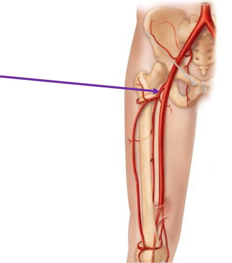 Тромбоз подвздошной вены. Бедренная артерия анатомия. Расположение бедренной артерии.