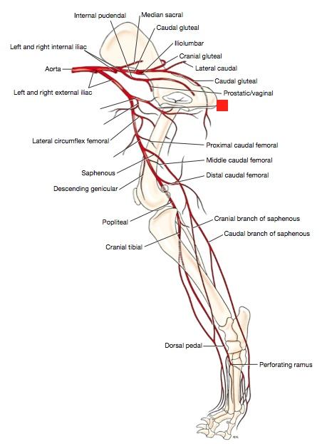 Femoral Artery And Branches