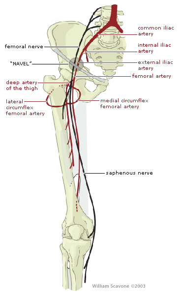 femoral artery cut - ModernHeal.com