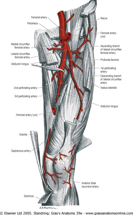 femoral artery palpation - ModernHeal.com