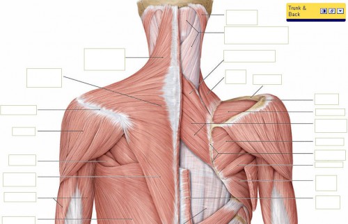 head and neck muscles blank - ModernHeal.com