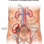 human anatomy