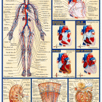 human anatomy atlas