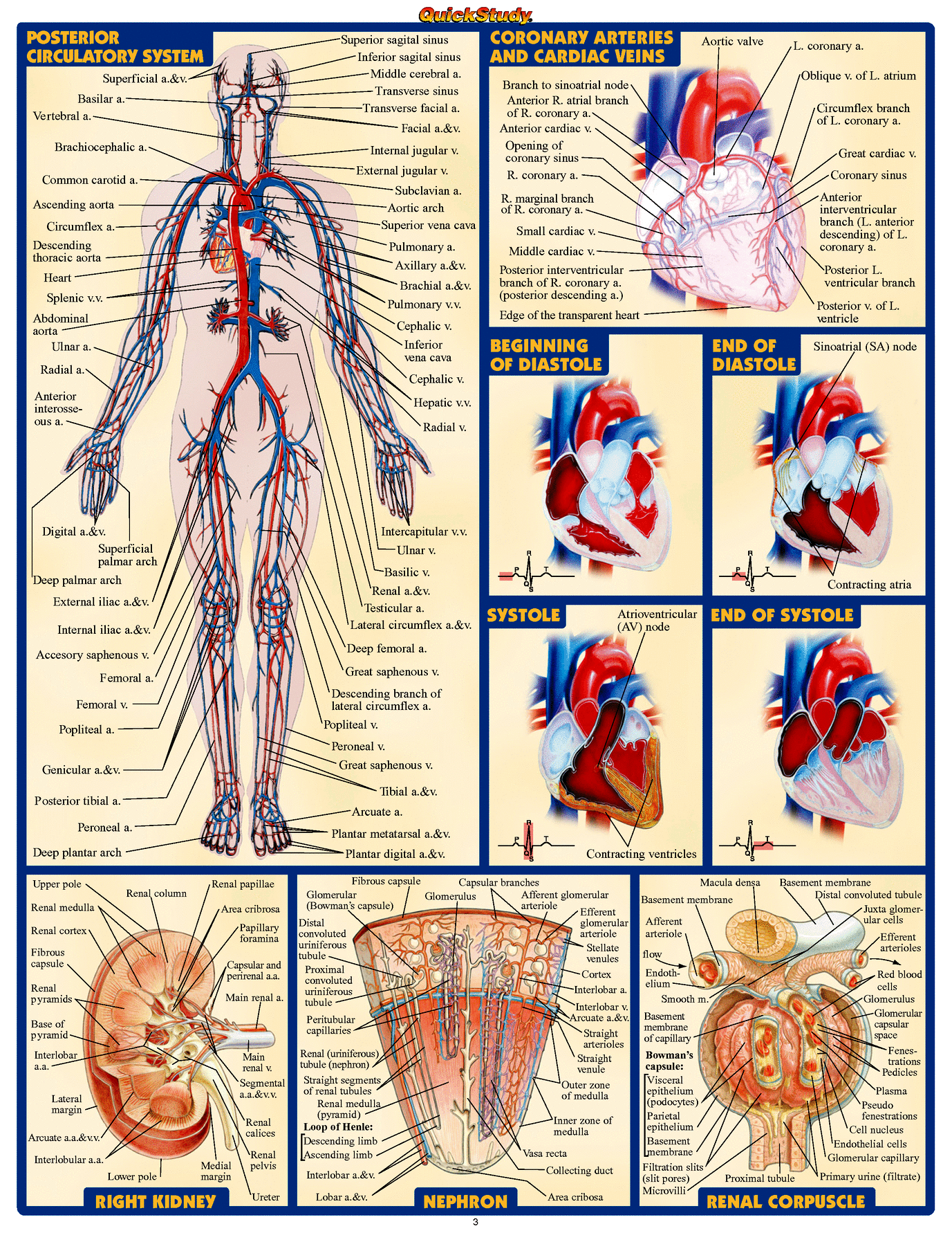 Human Anatomy Atlas ModernHeal Human Anatomy Atlas ModernHeal