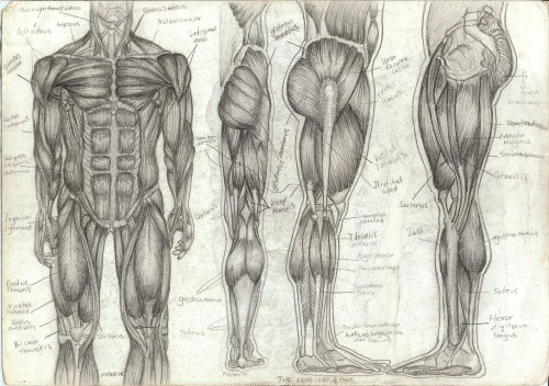 human anatomy back - ModernHeal.com