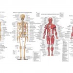 human anatomy back view organs
