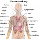 human anatomy organs