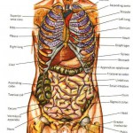 human anatomy pictures