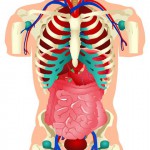 human body systems and their functions for kids
