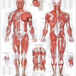 human body systems binder