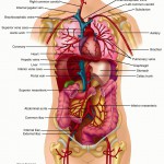 human body systems carolina