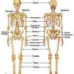 human body systems chart