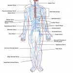 human body systems circulatory system